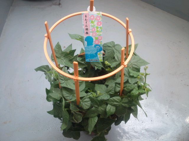 三軒茶屋の朝顔・ほおずき市の朝顔