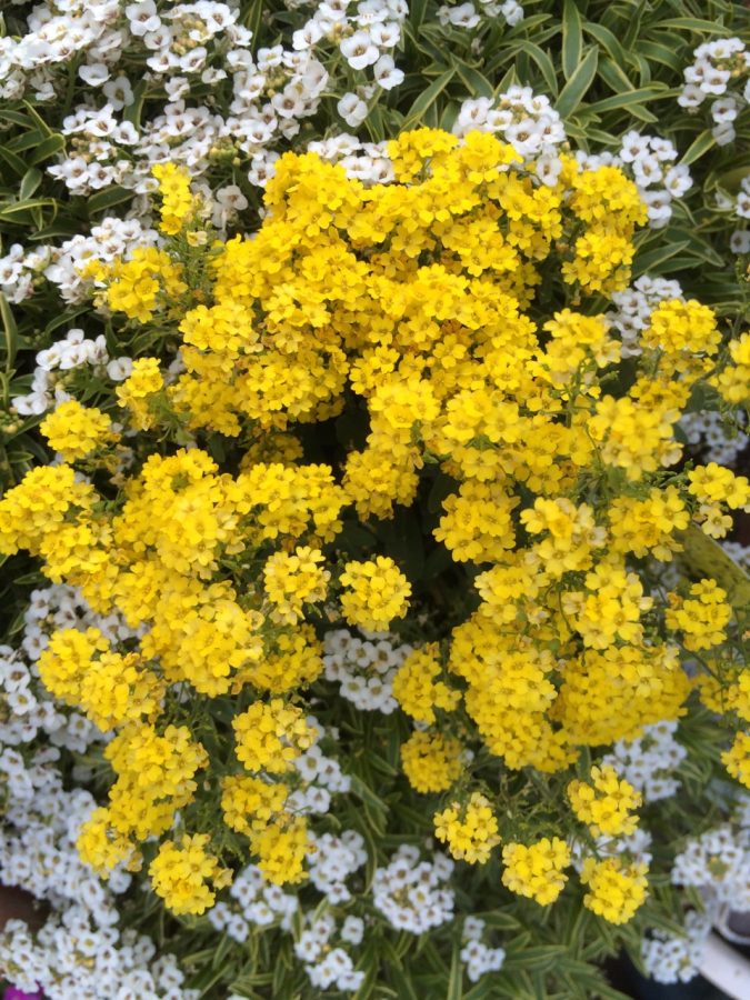 三軒茶屋のお花