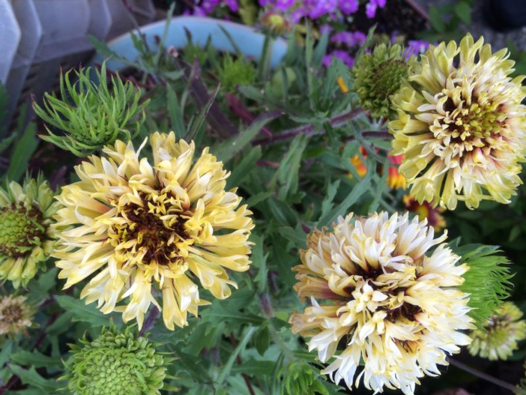 三軒茶屋のお花